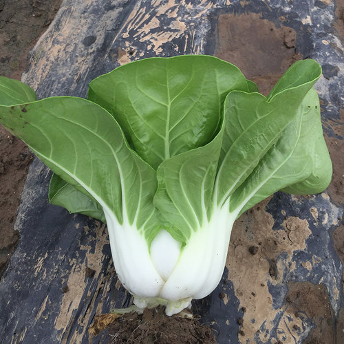 白梗耐热矮脚夏季鸡毛菜