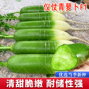 仪仗青水果萝卜种子甜脆青萝卜种籽大全春秋四季阳台盆栽蔬菜种孑