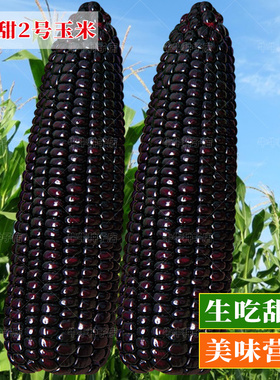 花青甜2号黑玉米种子黑色水果玉米种春四季高产大棒易种蔬菜种籽