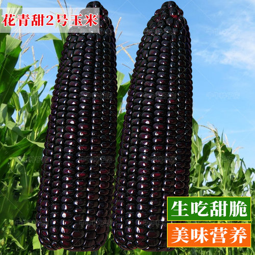 花青甜2号黑水果玉米种子