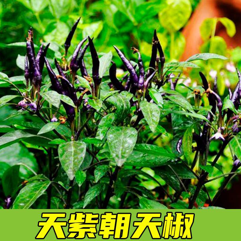 天紫朝天椒种子小米辣辣椒种籽大全春夏秋四季盆栽种植蔬菜种孑苗