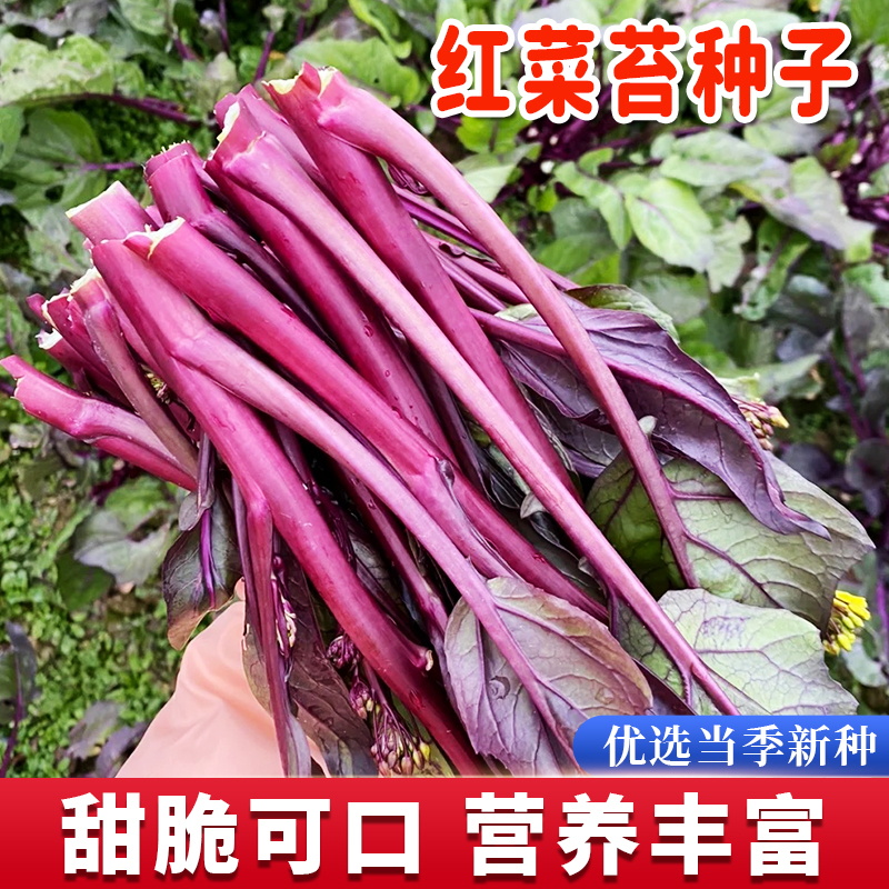 红菜苔种子25天可收获夏季