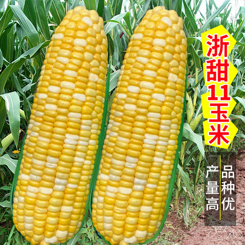 浙甜11超甜水果玉米种子脆甜89玉米种籽孑国审春秋四季大田高产 - 封面