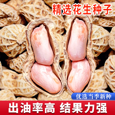 花生种子带壳新鲜高产大粒高出油