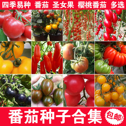 番茄种子千禧樱桃小番茄种子