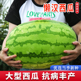 冰糖懒汉王西瓜种子高产早熟大果懒汉西瓜种籽春秋8424水果种孑苗