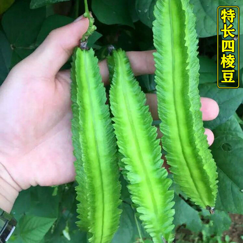 特长四棱豆种子菜豆豆角扁嫩荚皇帝豆春季夏四季豆种籽家庭菜园