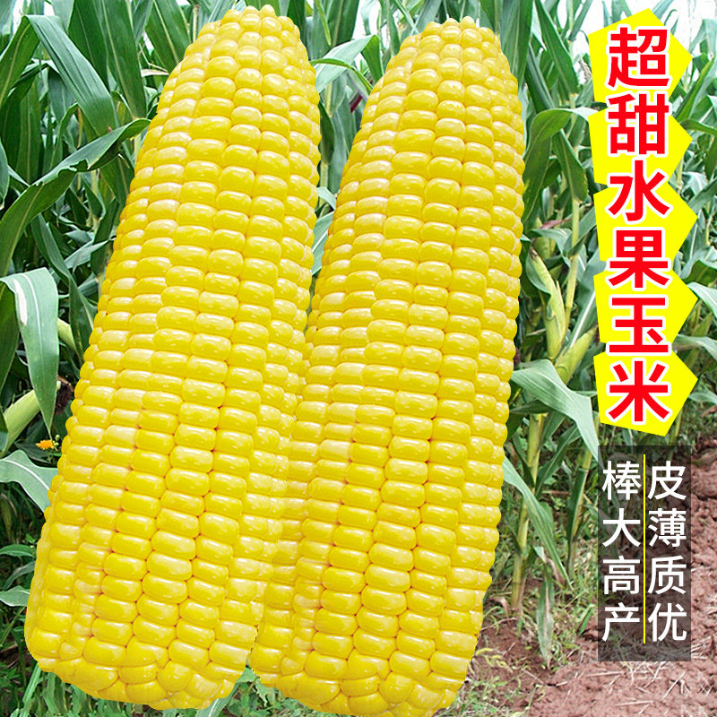 超甜水果玉米种孑特大高产甜玉米种子四季甜糯玉米种籽新品种耐旱