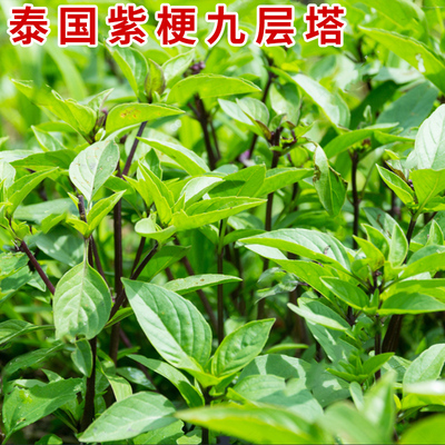 紫罗勒田园四季可食用金不换种子