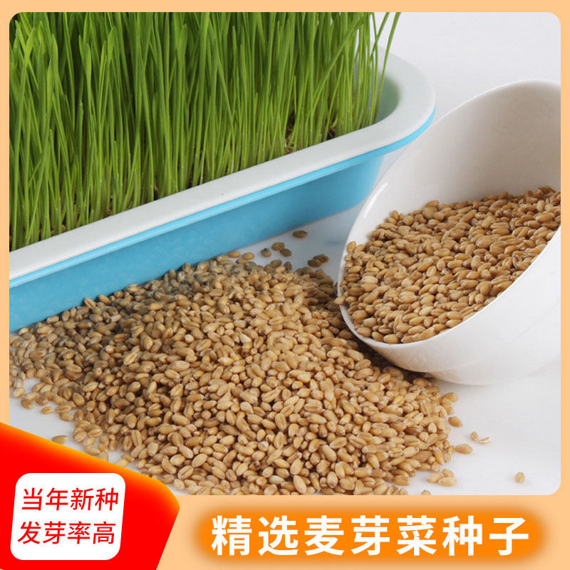 有机小麦种子水培麦苗猫薄荷草盆栽小麦草种籽芽苗菜种孑无土栽培