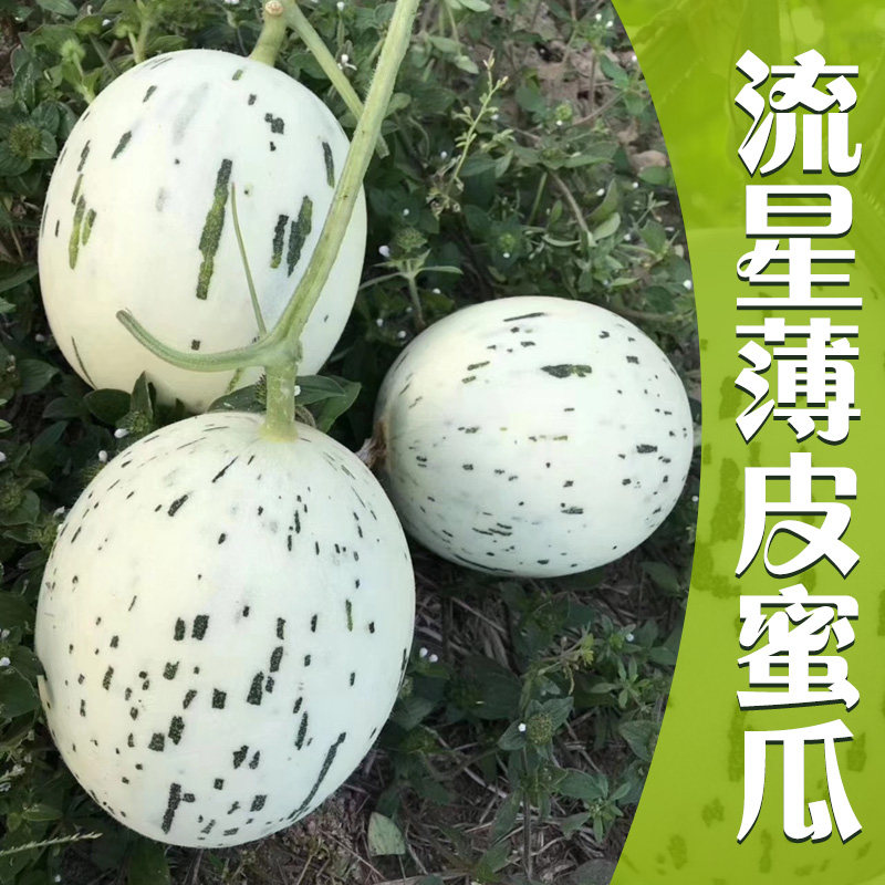 韩国流星甜瓜种子香瓜甜瓜种籽流星蜜瓜超甜薄皮春季四季高产高糖