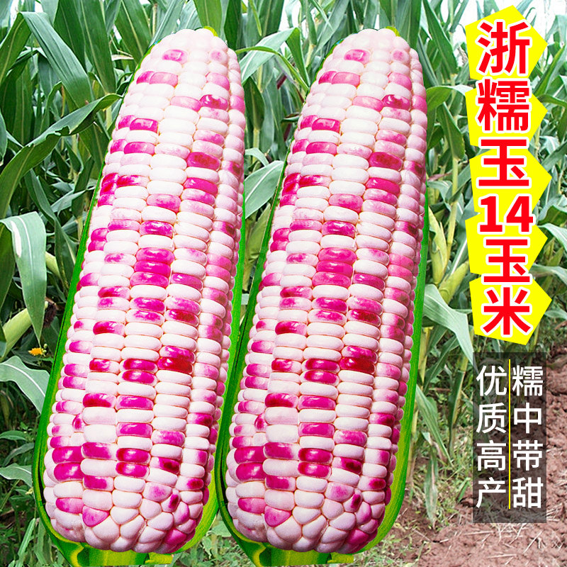 浙糯14糯玉米种子大棒五彩甜糯玉米种籽四季高产特大耐旱大全种孑