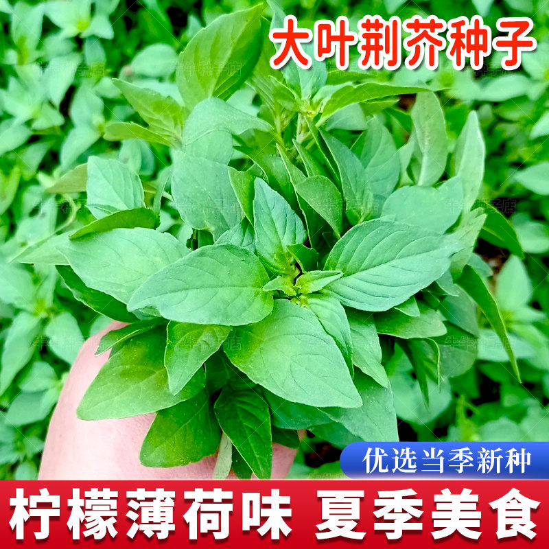 荆芥种子河南大叶荆芥菜种籽孑金芥籽罗勒种孑阳台盆栽荆棘菜籽种