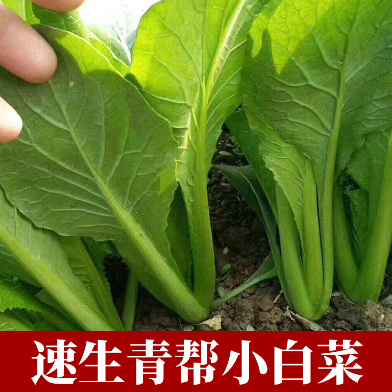 四季小白菜种子小青菜阳台菜园大田夏季种籽季秋季四季播蔬菜种子