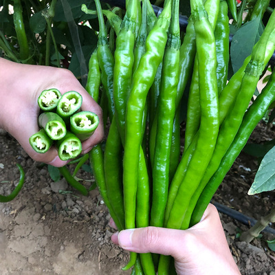 先锋线椒种子早熟超辣高产春季