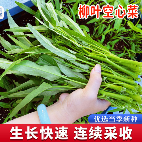 柳叶空心菜种子白梗高产易种四季