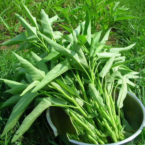 种籽苗大叶白杆青菜四季