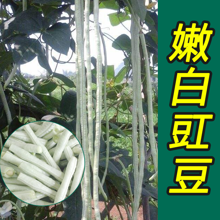 嫩白豇豆种子夏季特长白豆角高产大田春秋季搭架爬藤蔬菜种子包邮