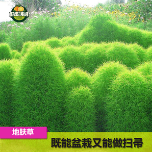 地肤种子扫帚草种子 绿草草坪种子花卉种子 庭院观赏地肤子种子