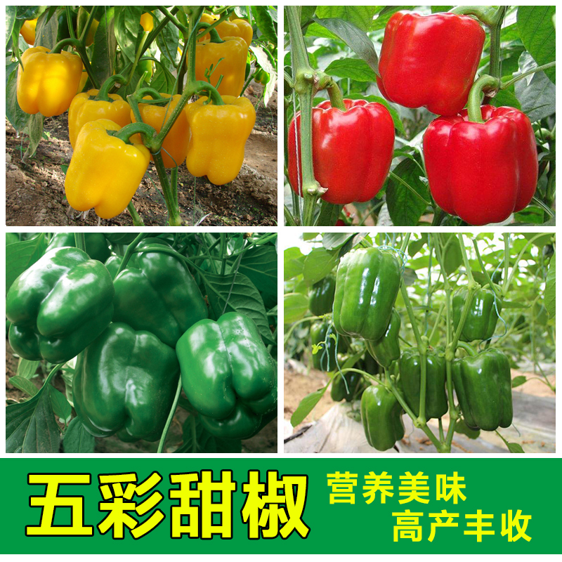 五彩甜椒辣椒种子四季高产盆栽菜椒太空椒彩色辣椒蔬菜菜椒种籽孑