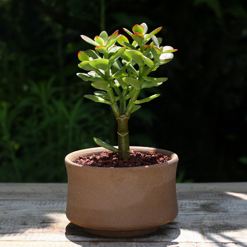 小葉玉樹盆栽黃金姬紅花月老樁玉樹萌肉肉花室內桌面盆景多肉植物在類目 鮮花速遞/花卉仿真/綠植園藝, 花卉/綠植盆栽（新）, 多肉植物中 - 來自Buy2taobao.com提供專業的淘寶代購服務