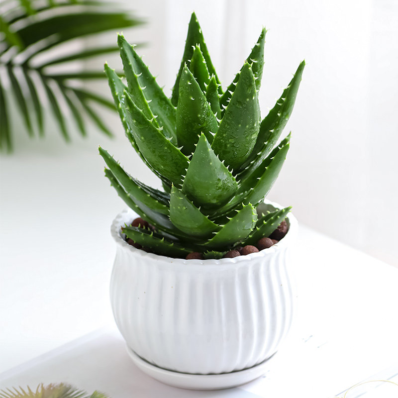 不夜城芦荟小盆栽植物绿植室内带盆办公室多肉植物花卉盆栽好养活