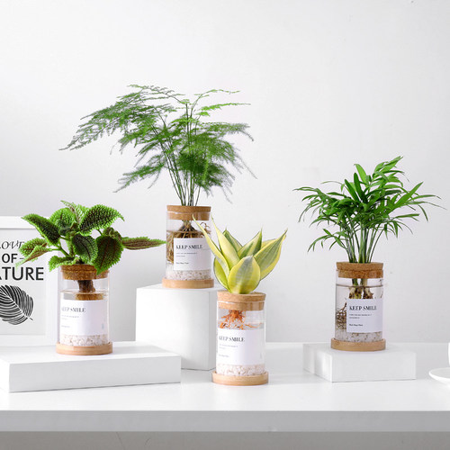 水培玻璃植物盆景销量排行榜 水培玻璃植物盆景品牌热度排名 小麦优选