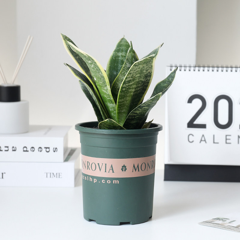 金边虎皮兰花卉植物室内盆栽白玉桌面绿植小虎皮兰客厅办公室花草