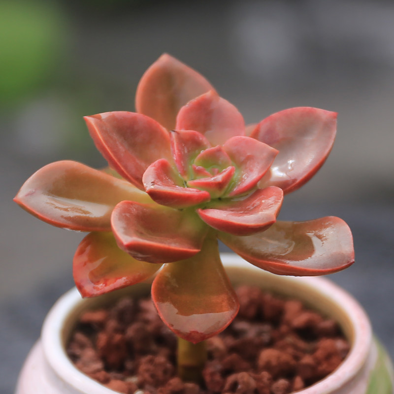 黑法师之精品巧克力方砖抗辐射净化空气办公室阳台精品小萌肉肉