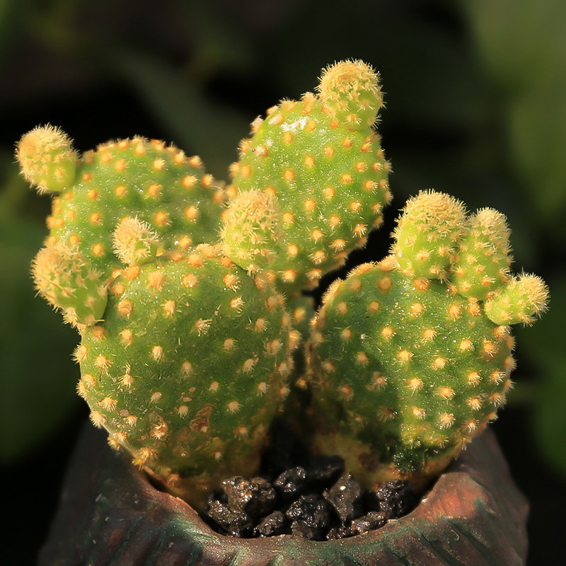 黄毛掌/mini仙人掌 多肉植物 仙人球肉肉 办公室内盆栽防辐射植物