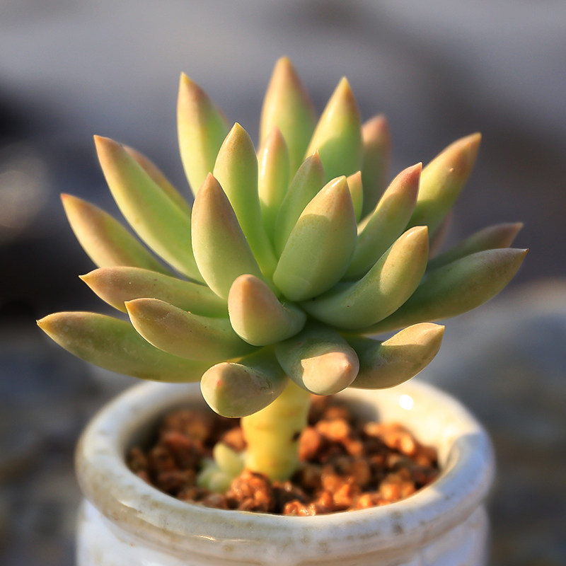 千佛手玉珠帘多肉植物 新手易养活肉肉花卉 办公室内防辐射盆栽