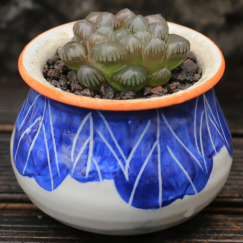 宫灯玉露多肉植物 肉肉植物 多肉绿植盆栽 办公室防辐射室内花卉