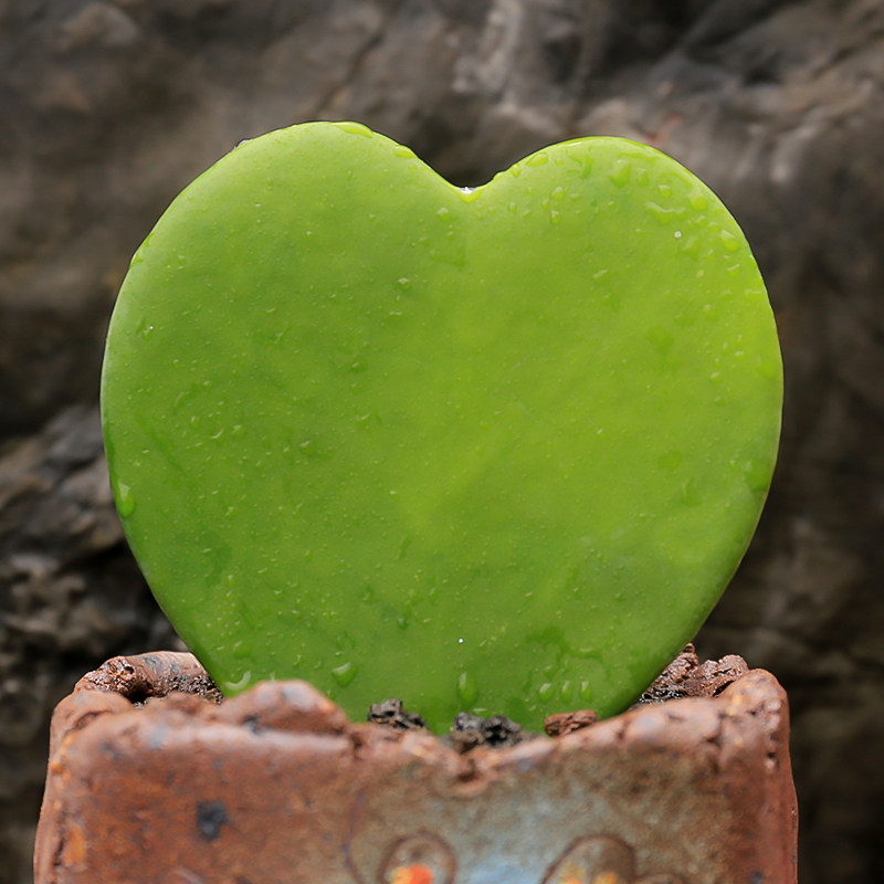 心形多肉植物心叶球兰锦超萌肉肉盆栽组合心型叶片可绘画