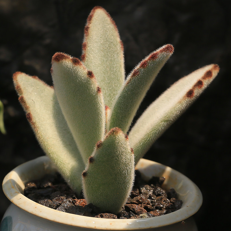 月兔耳/兔耳朵/达摩兔 多肉植物盆栽 兔耳朵肉肉 室内防辐射盆栽