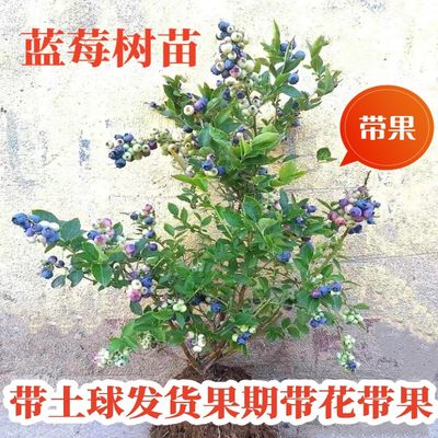 特大蓝莓树果苗盆栽地栽带果发货南北方种植奥尼尔蓝莓苗当年结果