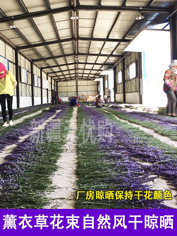 薰衣草干花束客厅家居装饰 天然风干花束真花香薰网红插花ins礼物