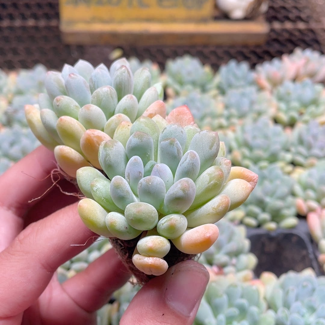 灯美人1个本场直播满18元包邮