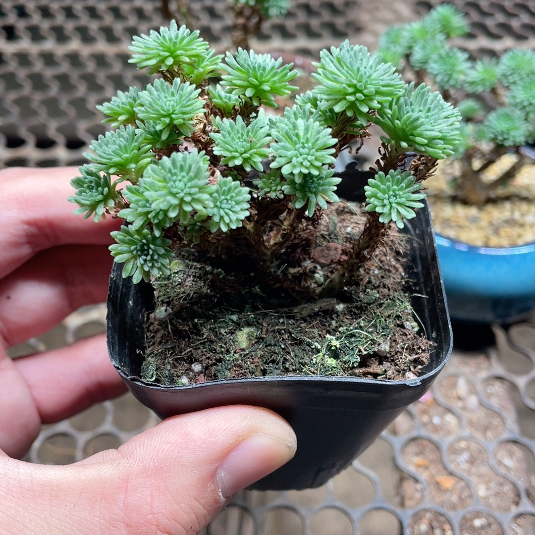 球松以直播间为准不带盆满18包邮,鲜花速递/花卉仿真/绿植园艺,多肉植物,淘宝优惠券,粉丝福利购,淘宝优惠卷