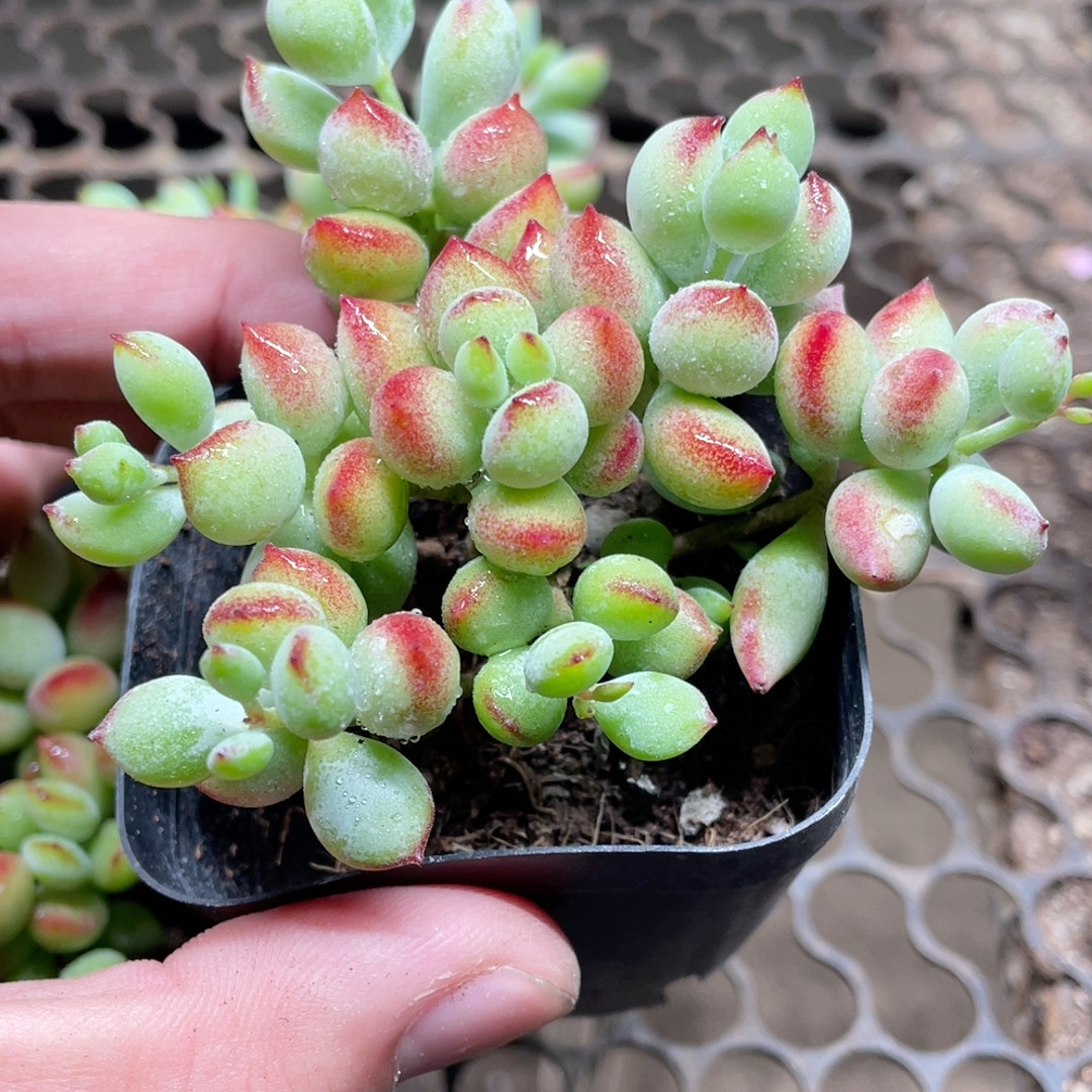 达摩福娘满18包邮,鲜花速递/花卉仿真/绿植园艺,多肉植物,淘宝优惠券,粉丝福利购,淘宝优惠卷