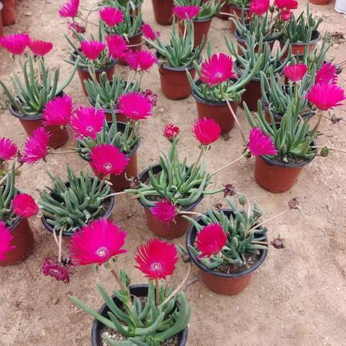 奔龙一颗以直播间展示为准不带盆满18包邮