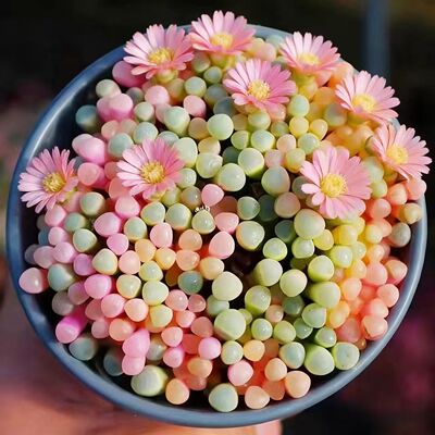 五十铃玉群生多肉桌面盆栽易养