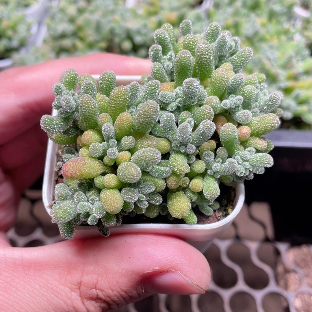 冰晶枝干番杏5厘米盆满18包邮,鲜花速递/花卉仿真/绿植园艺,多肉植物,淘宝优惠券,粉丝福利购,淘宝优惠卷