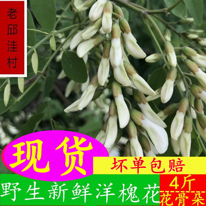 现货新鲜洋槐花现货现摘现发花骨朵时令蒸菜河南野生刺杨槐树花苞
