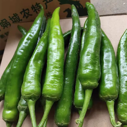 新鲜蔬菜青辣椒中辣大青椒牛角椒尖椒菜椒杭椒现摘农家自种长辣