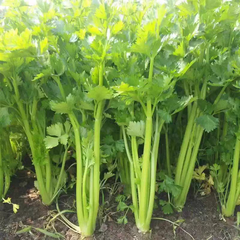 河南本地现摘新鲜芹菜炒菜好吃