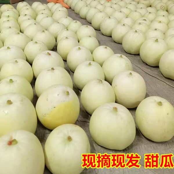 5斤头茬甜瓜小香瓜脆瓜