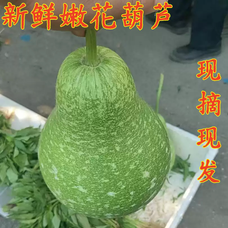 新鲜现摘花皮小葫芦肉厚煲汤