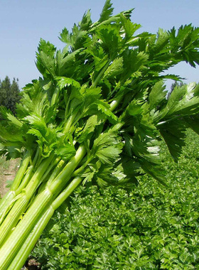 新鲜现摘河南芹菜农家自种当季蔬菜大西洋芹菜5斤榨汁炒菜香芹菜