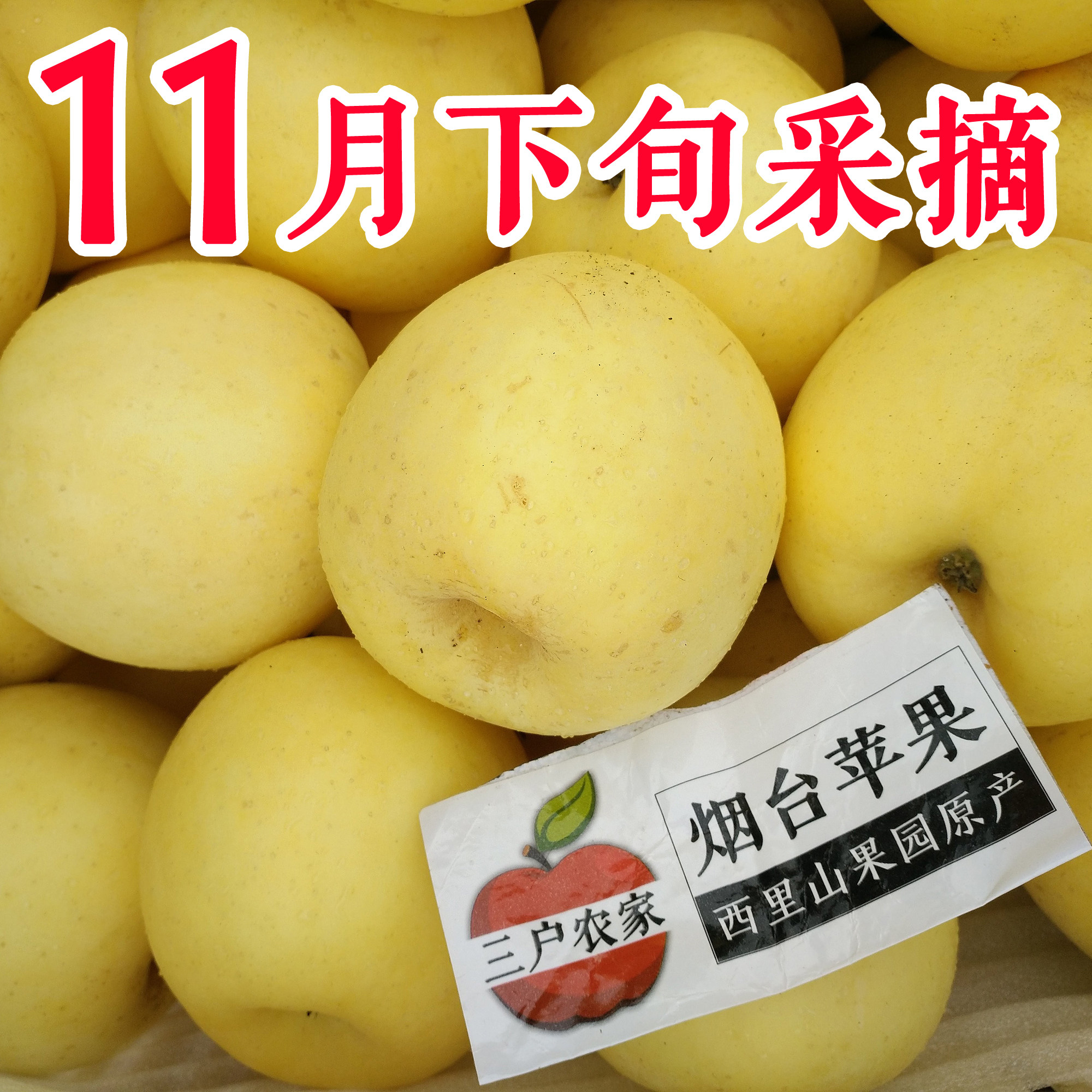 苹果11月下旬【小雪节气】采摘新果