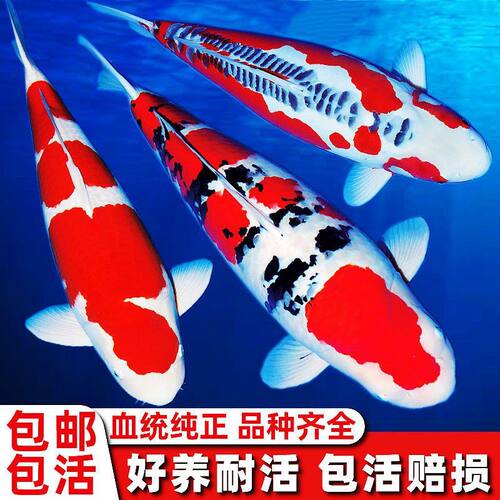 锦鲤活鱼冷水观赏鱼纯种红白三色大正黄金鲤淡水鱼宠物鱼好养耐活
